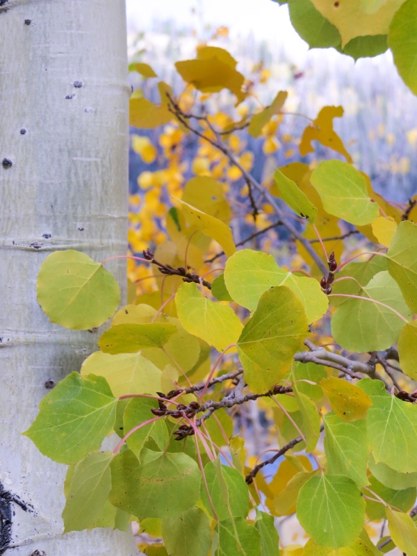 Aspen aglow