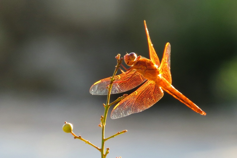 Dragon fly 