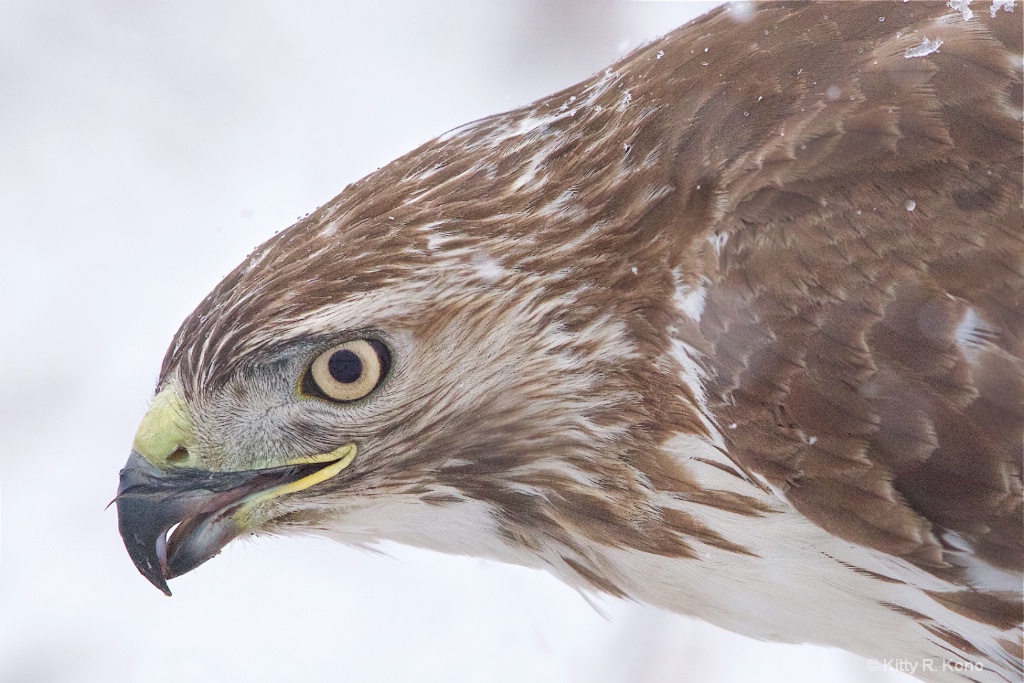 Face of the Red Tail Hawk