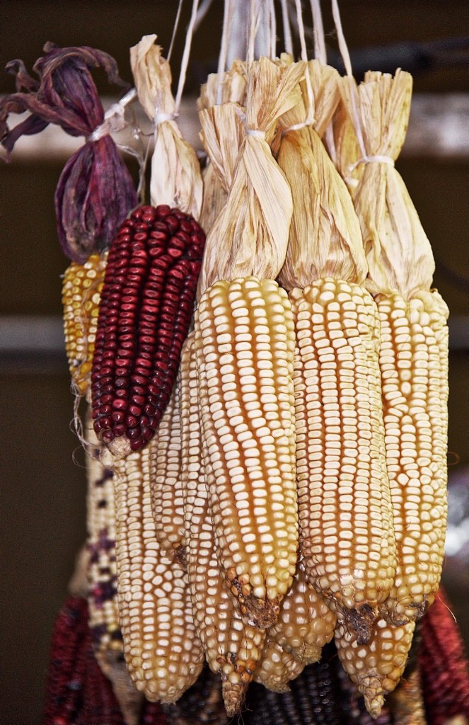 Hanging Dry Corn