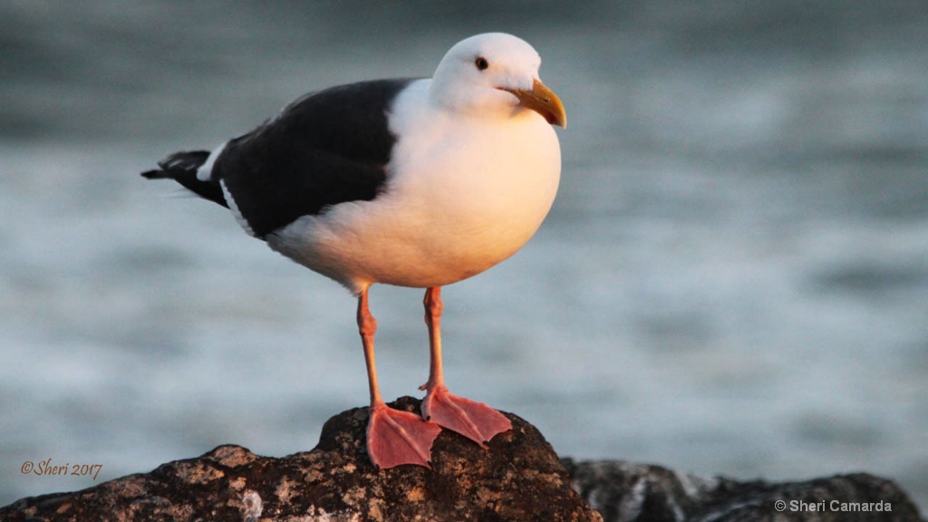 Stunning Seagul