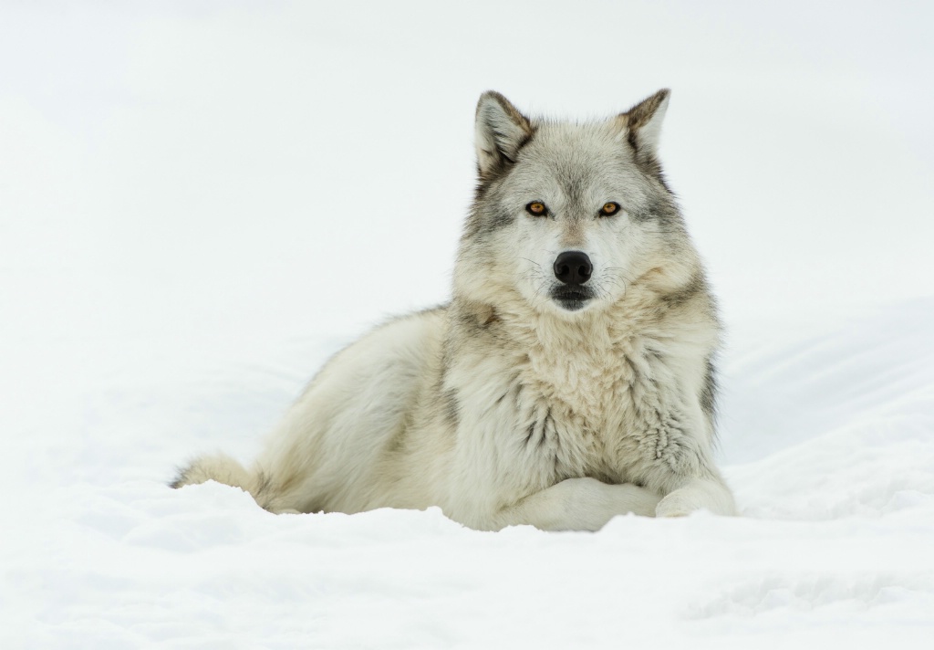 IPO-YNP -3