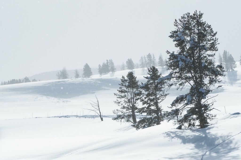IPO-YNP 5006855