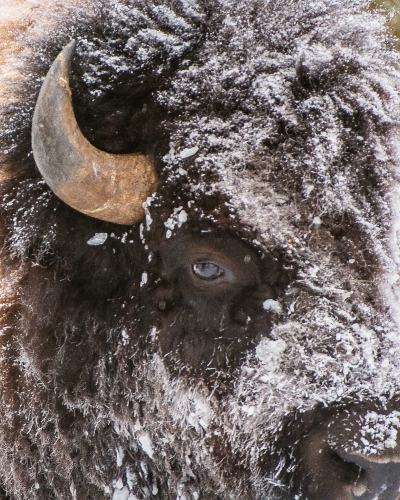 IPO-YNP 5007920