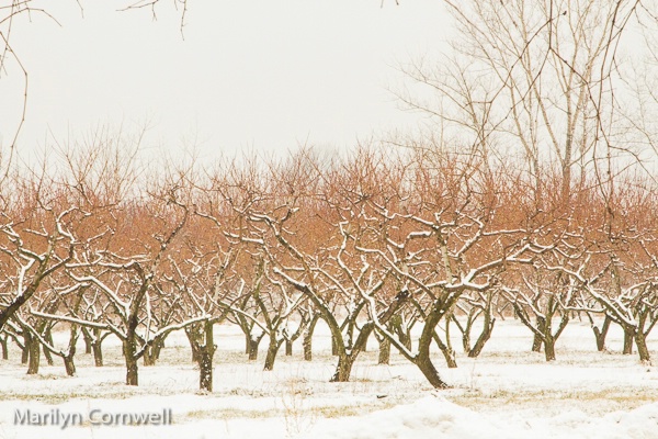 Winter Orchard in Niagara