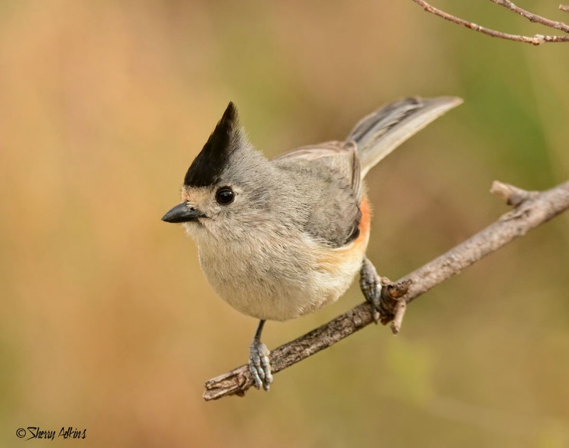Black-crested titmouse
