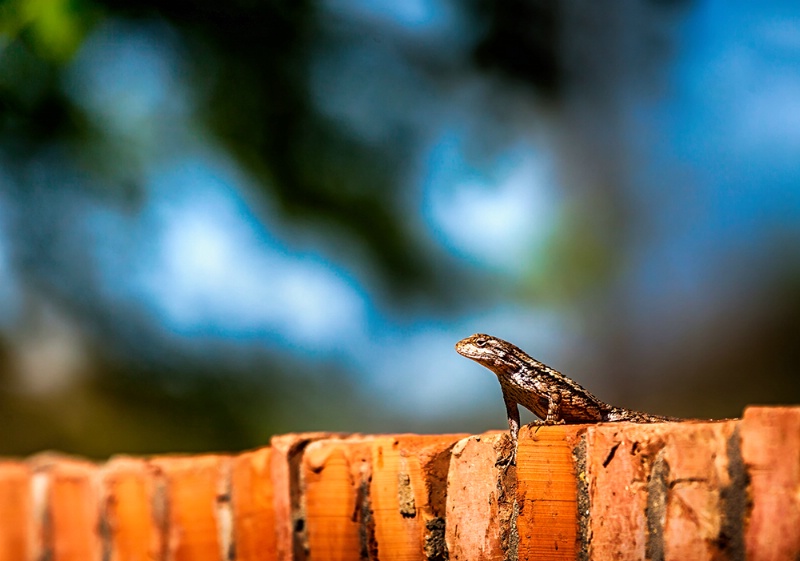 Weather Watcher