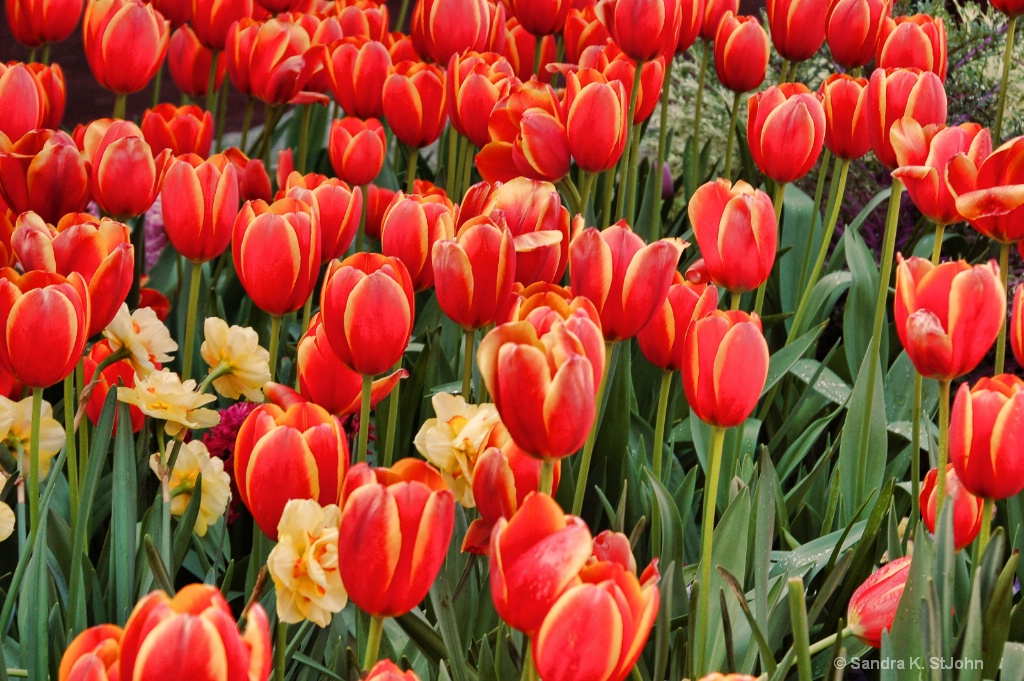Tulips on Fire