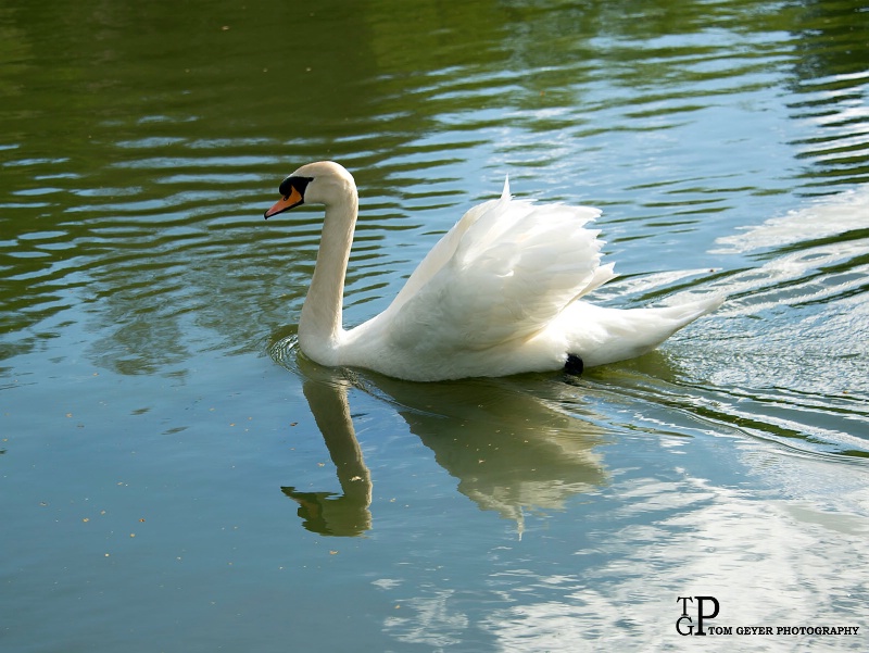 Swan - Napa Valley