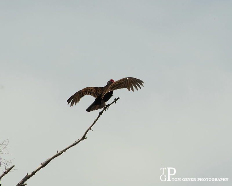 Turkey Vulture - Napa Valley
