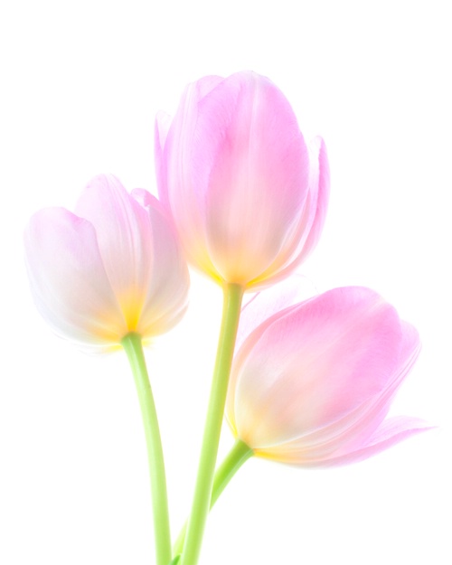 Tulip on white 1