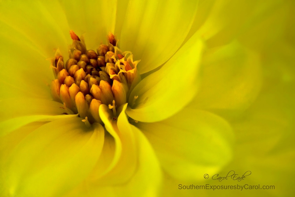 Yellow Dahlia