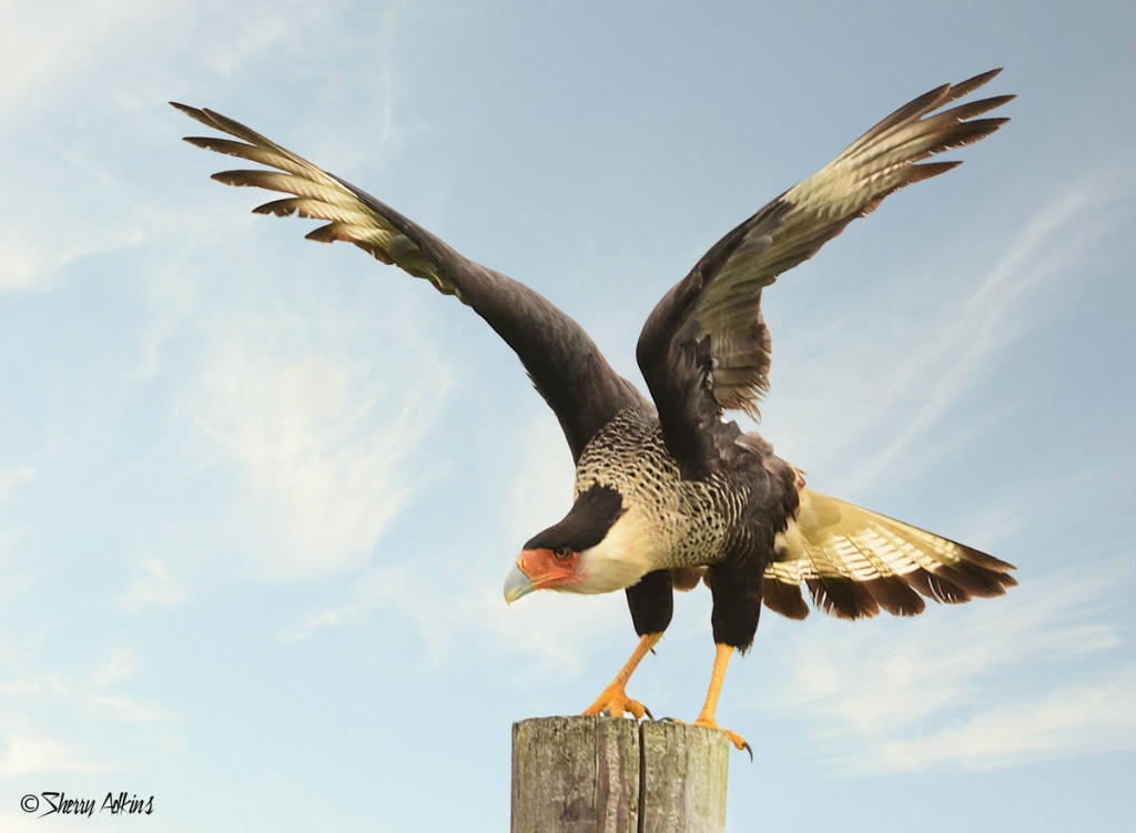 Crested Caracara