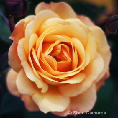 Fresh Peach Rose