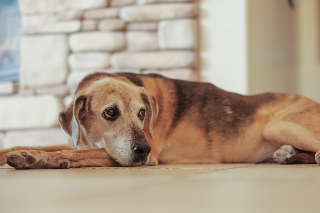 Miss Lucy contemplates 