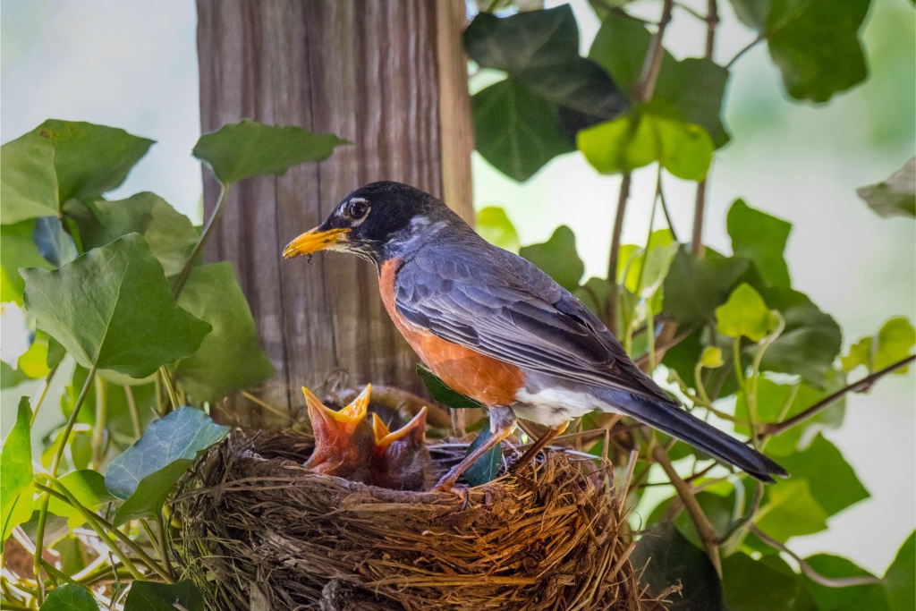 Robin and Babies