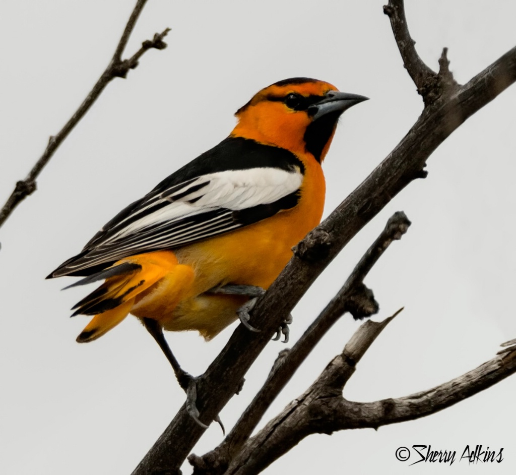 Bullock's Oriole