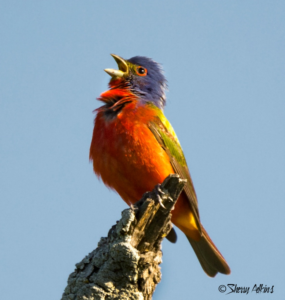 Painted Bunting