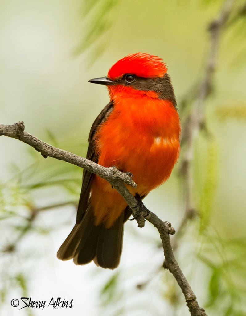 Vermilion Flycatcher