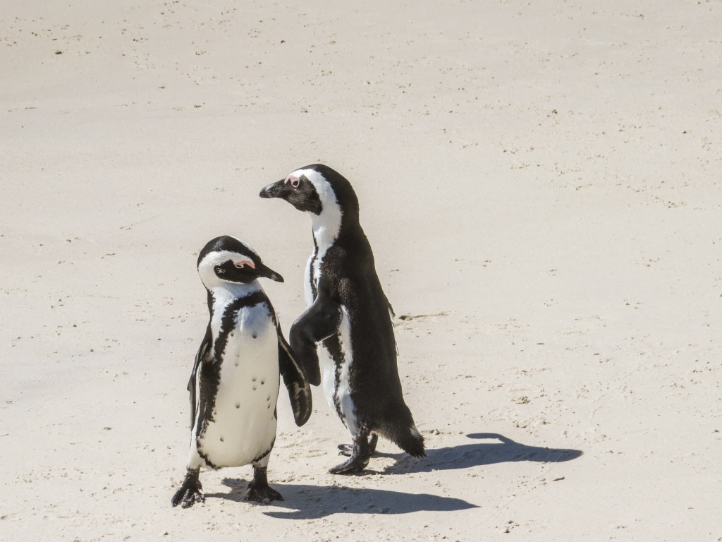 Hey, want to dance?  ... African Penguins