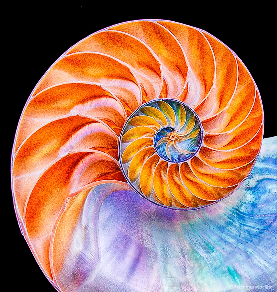 Nautilus