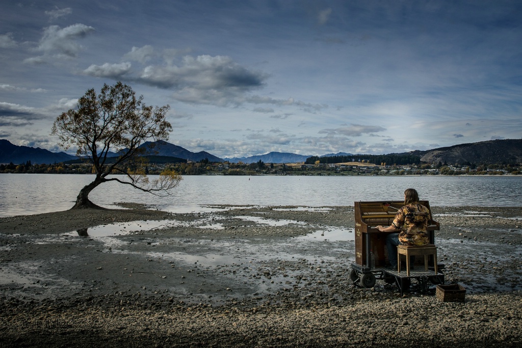 Music for the Wanaka Tree