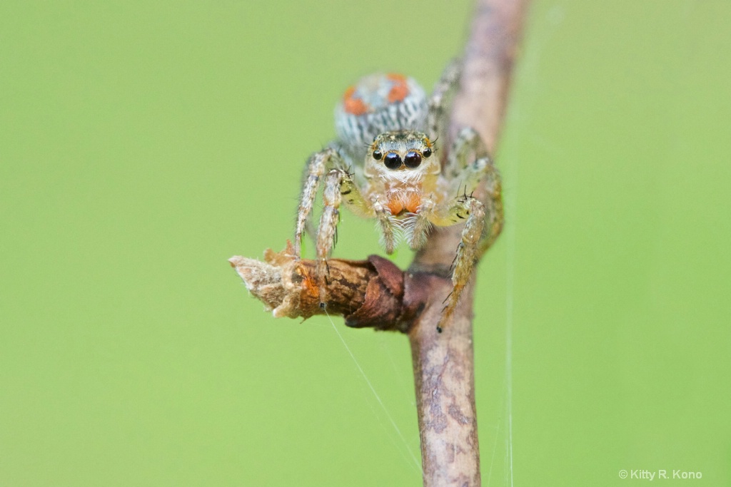 Pretty Little Orange Jumping Spider