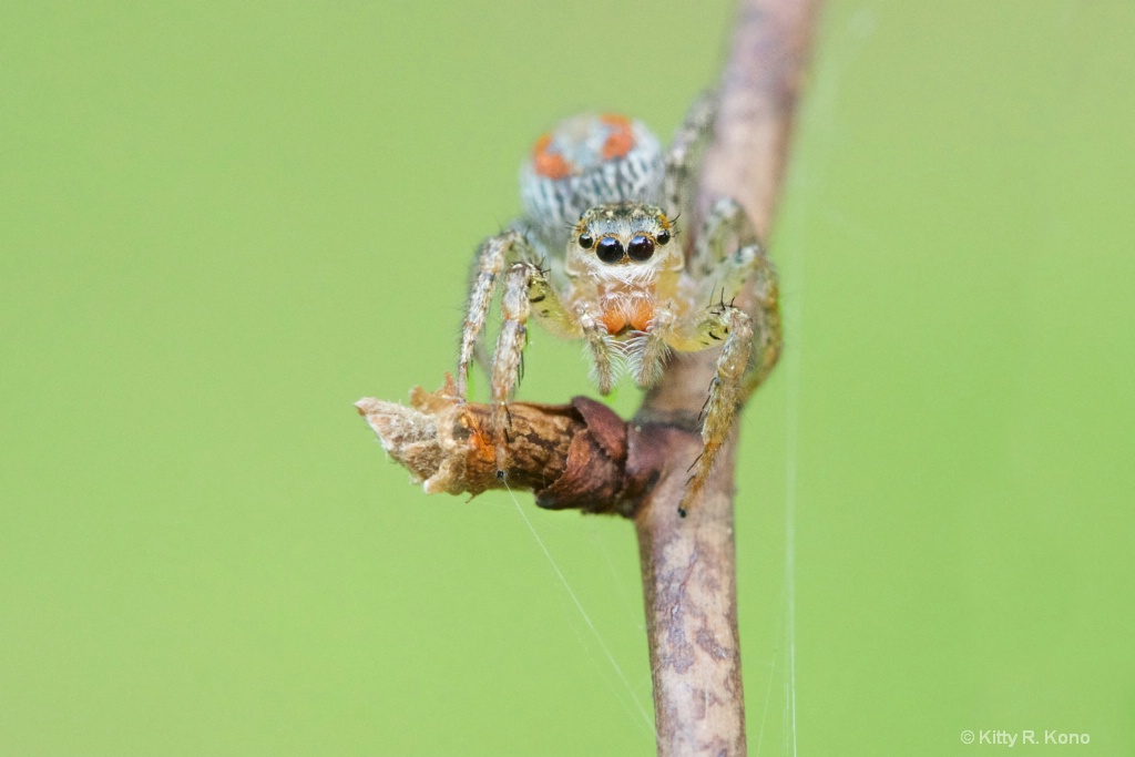 Pretty Little Orange Jumping Spider