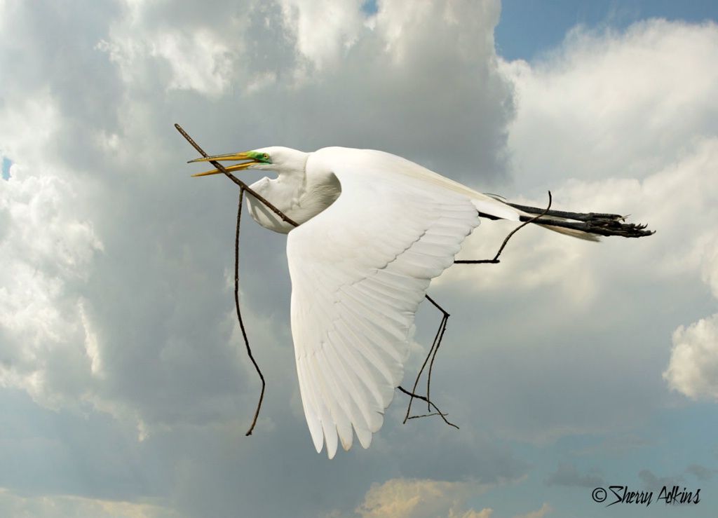 Great Egret