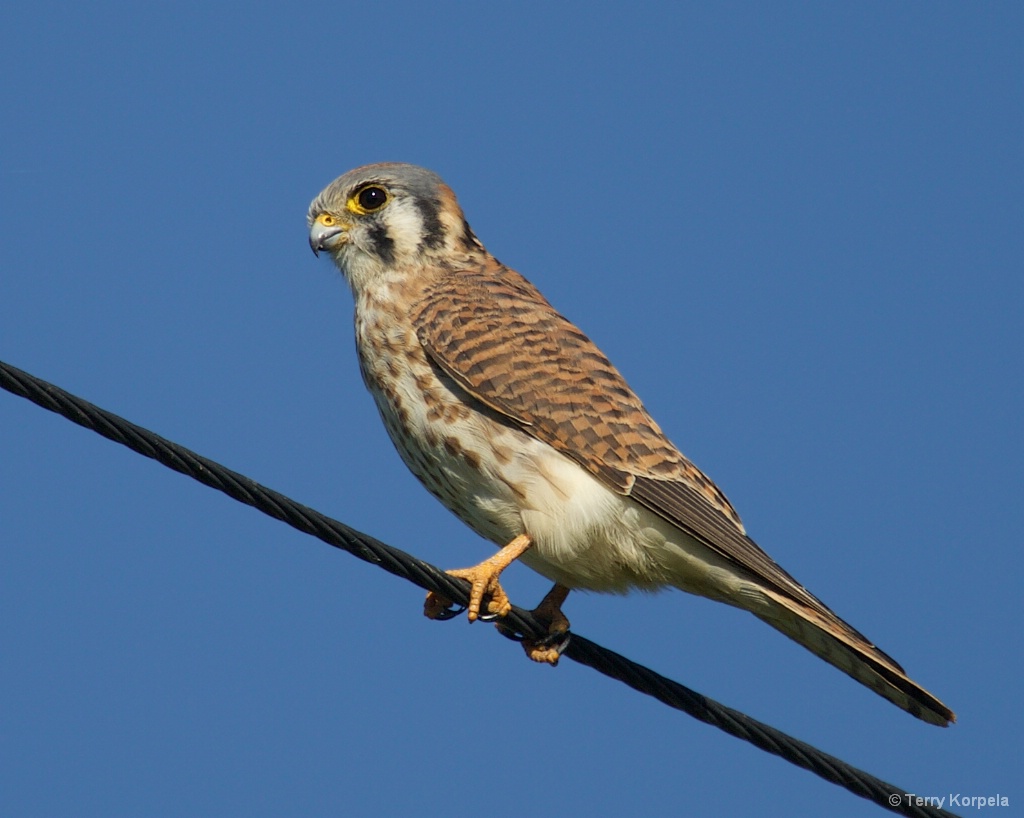 American Kestrel (Female)