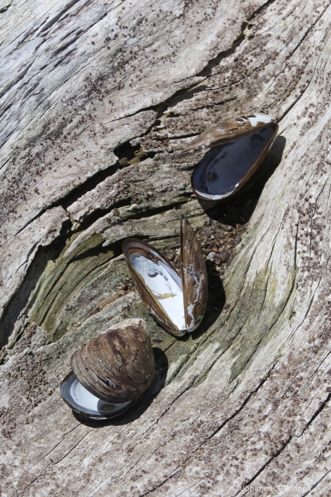 Shells on Driftwood