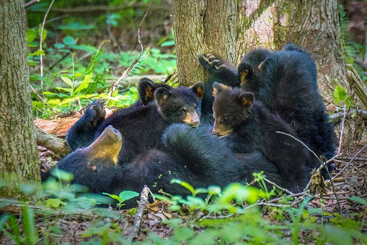 Bear Cubs Nursing 2