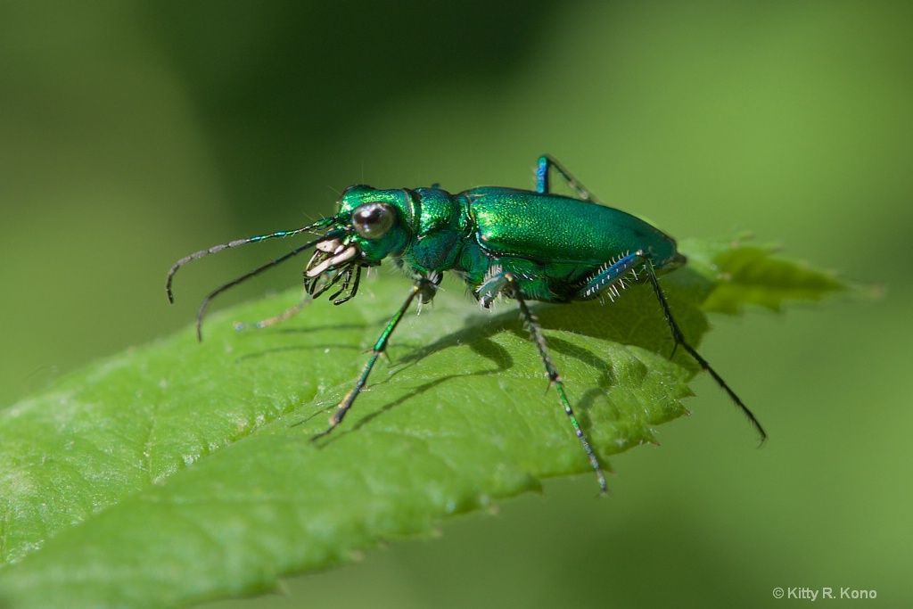 The Ferocious Carnivorous Tiger Beetle 