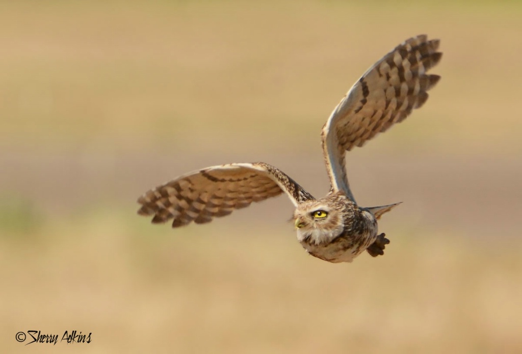 Burrowing Owl