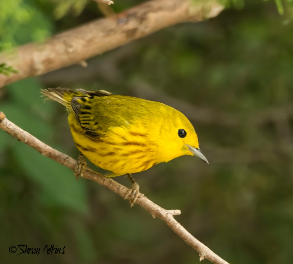 Yellow Warbler