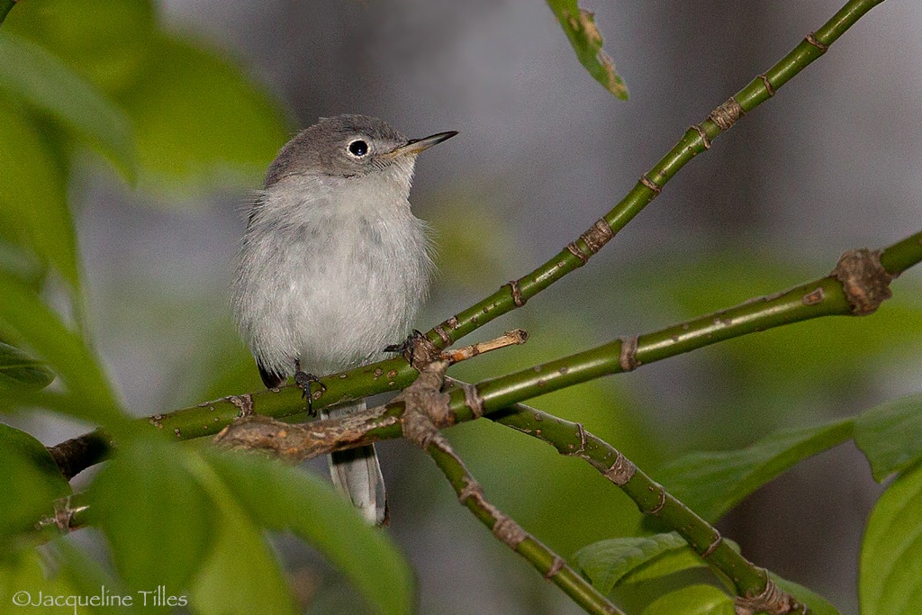 Blue-gray Gnatcatcher