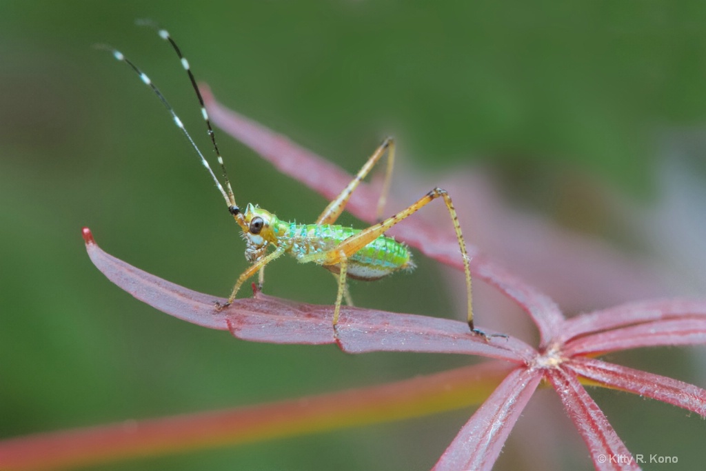 The Nymph Katydid