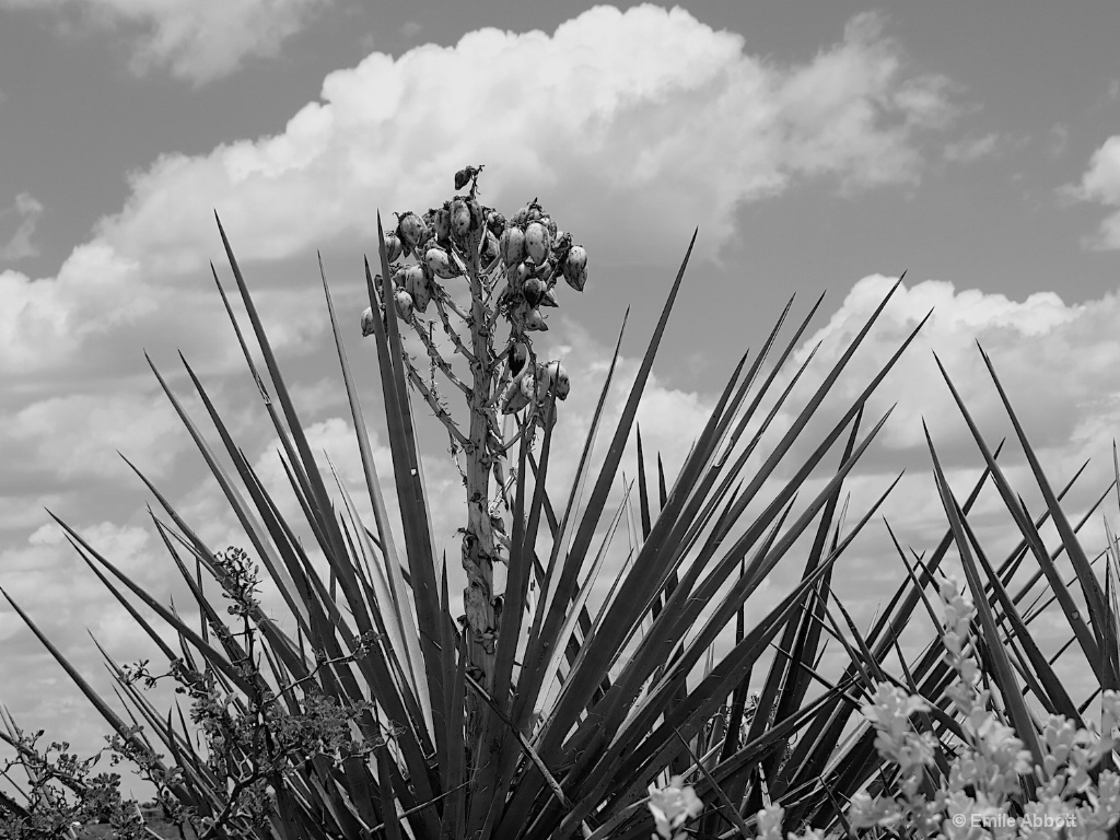 Yucca in B&W