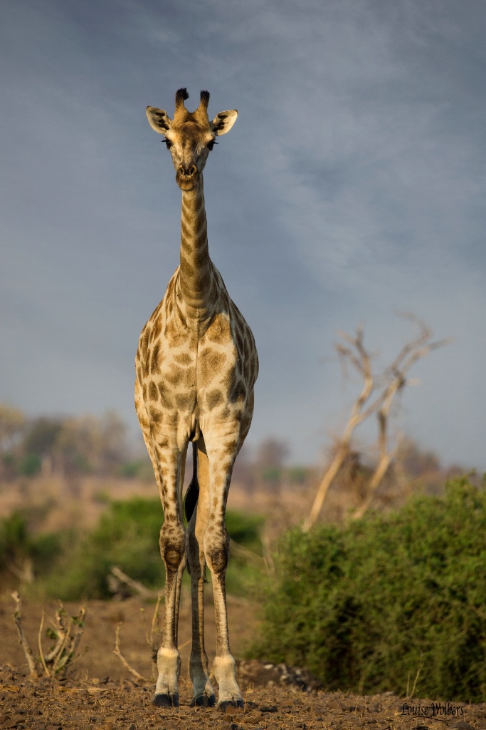 Young Giraffe