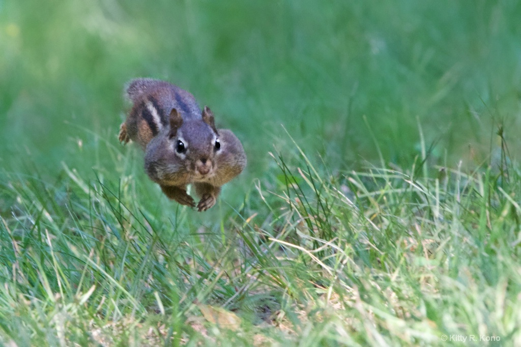Another View of the Chipmunk in Mid Air