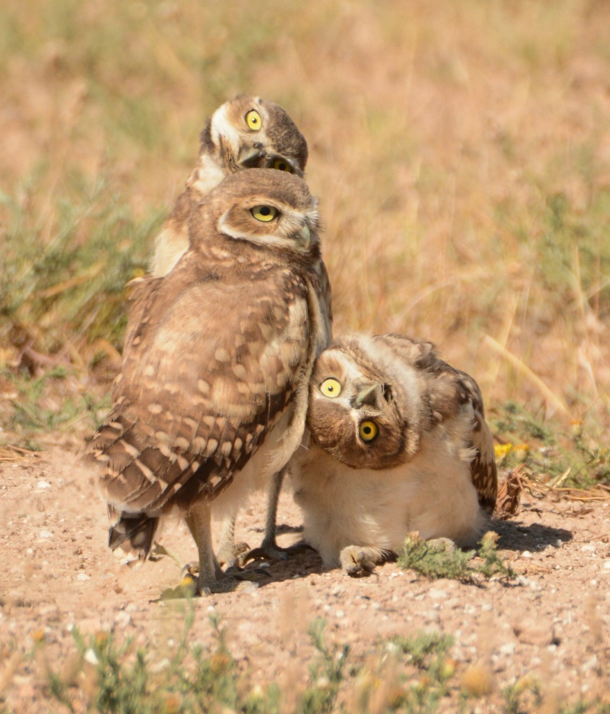 Young Burrowing Owls