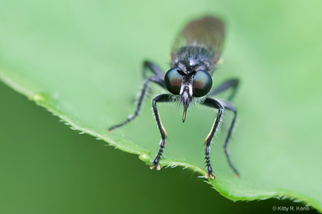 The Eyes of the Robber Fly 