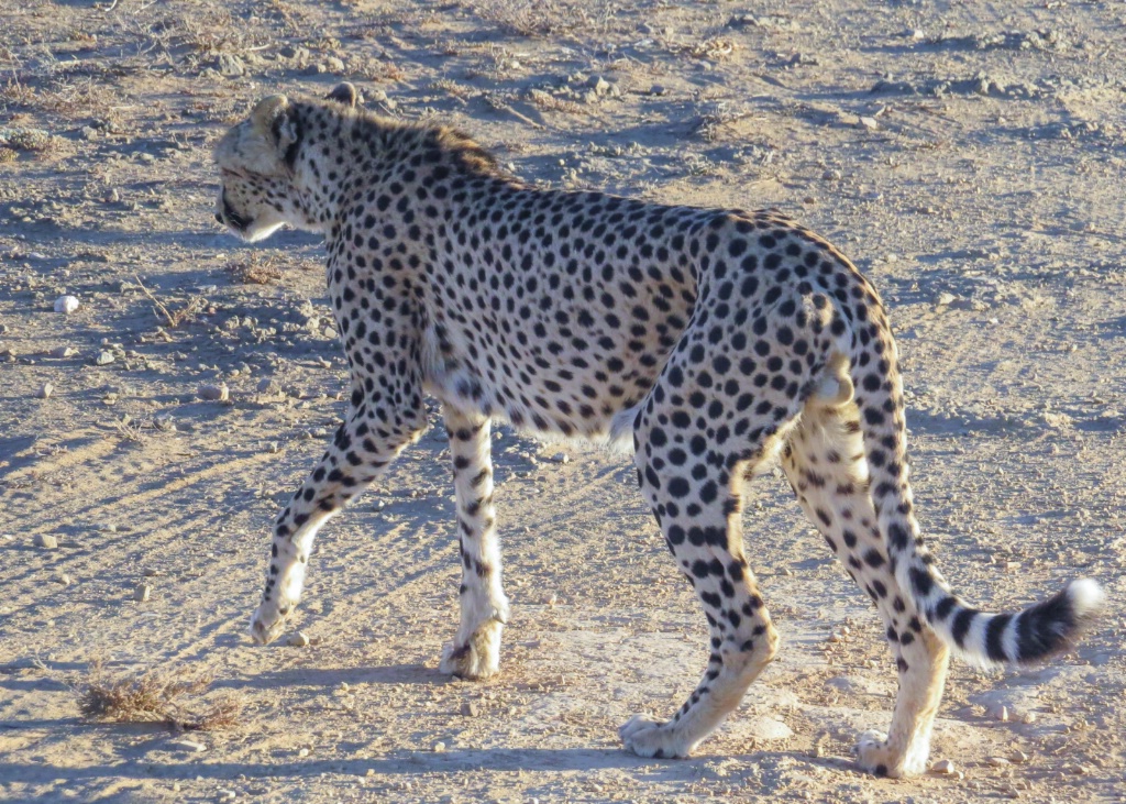 Cheeta, 