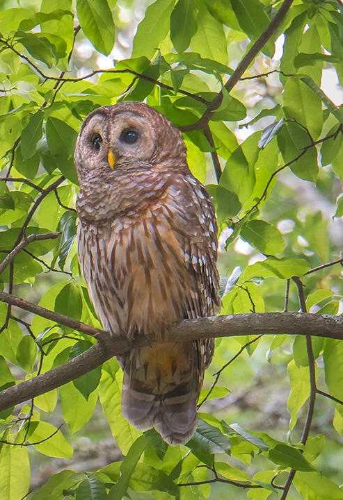 Barred Owl 3Cr