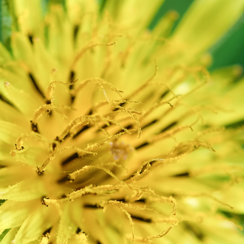 morning flower - a closer look 