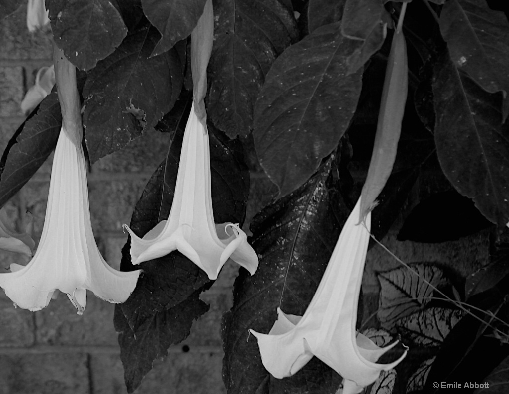 Brugmansia suaveolens B&W