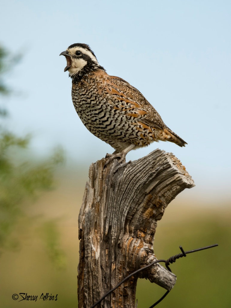 Northern Bobwhite