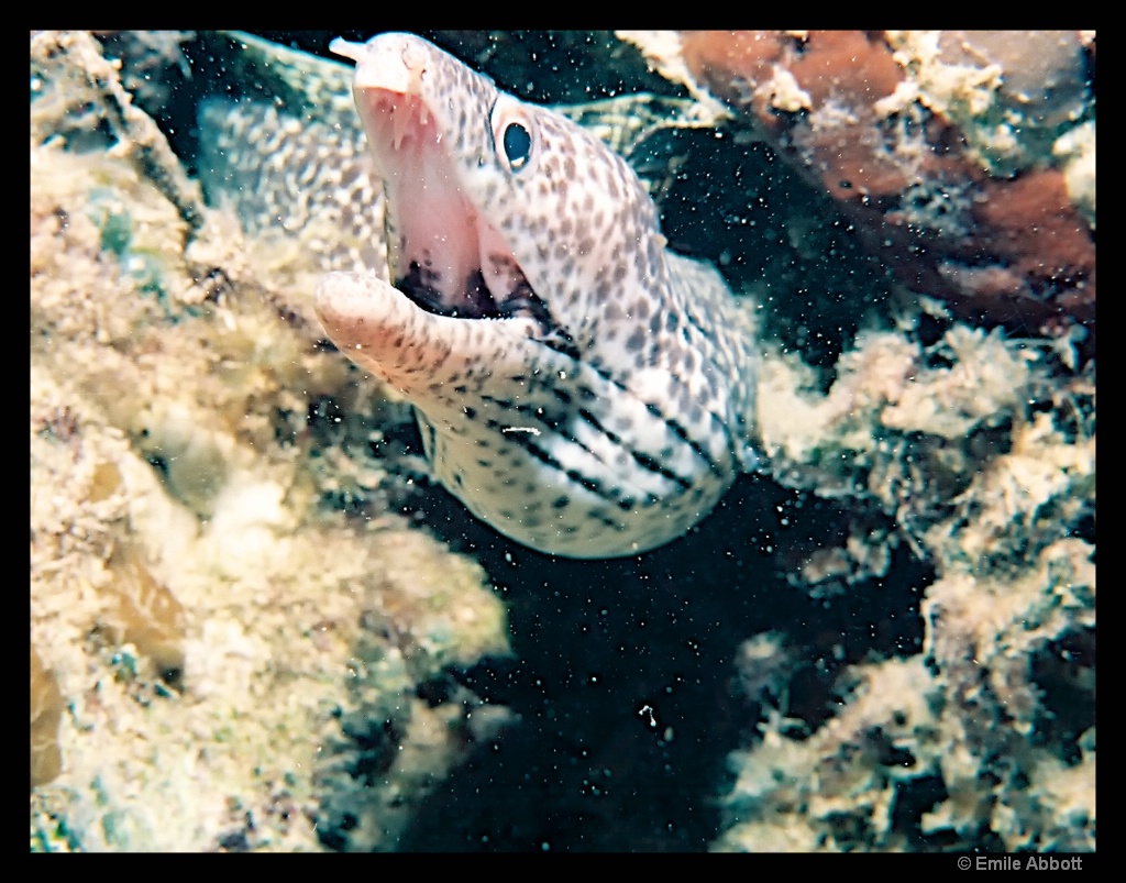 Morey eel.