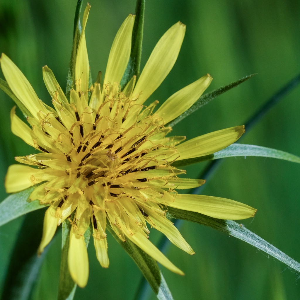 Delicate flower in the woods