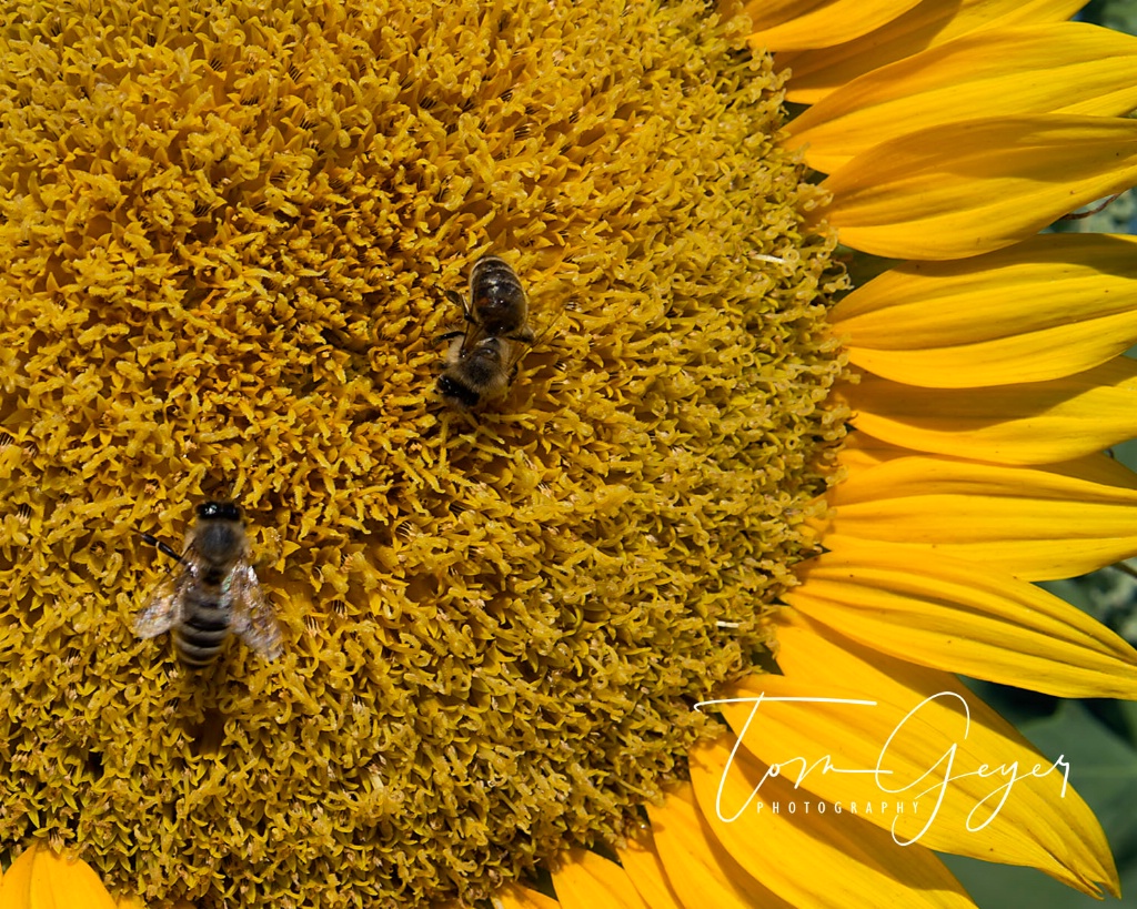 Pollination